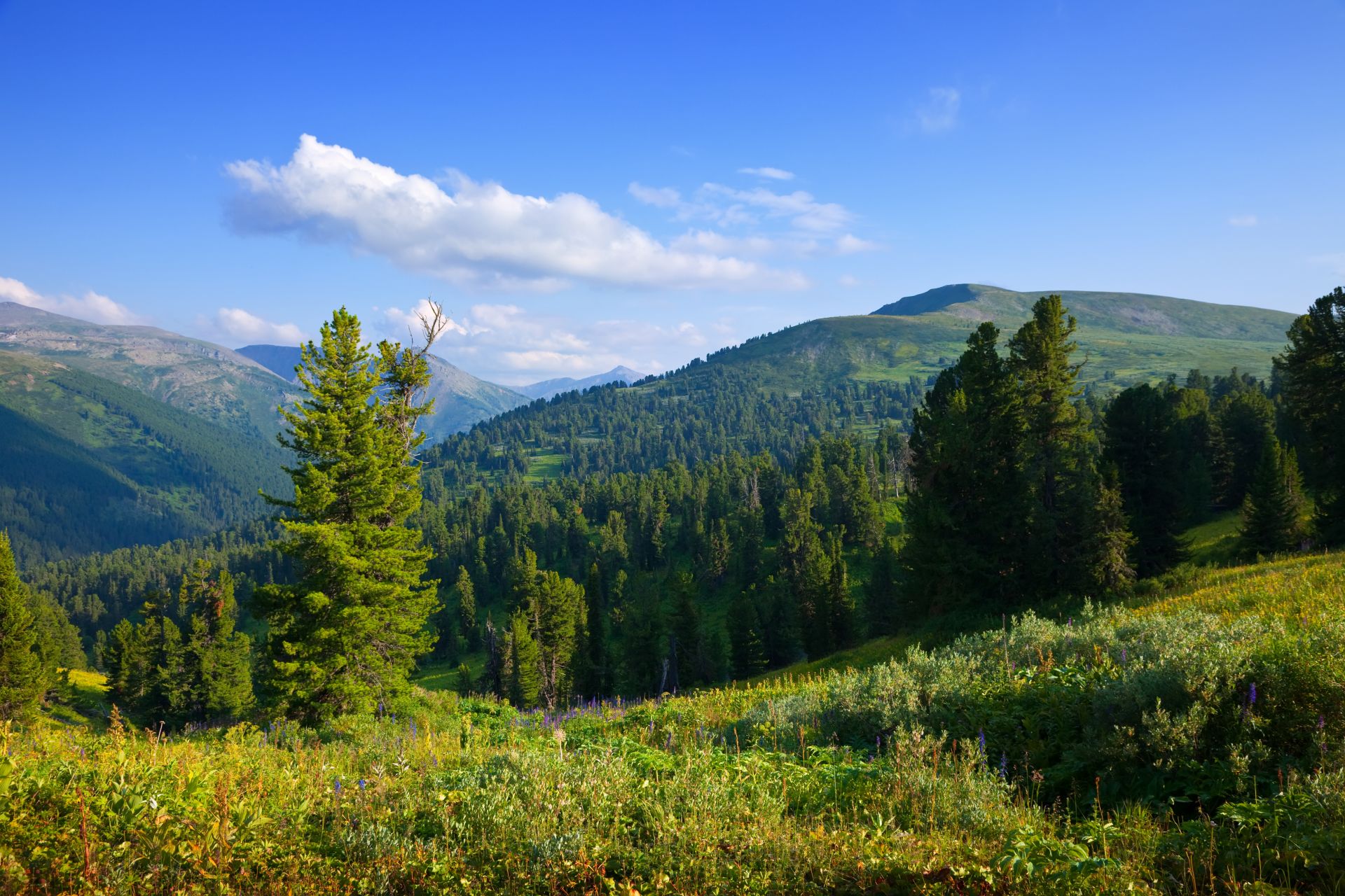 Себер татары