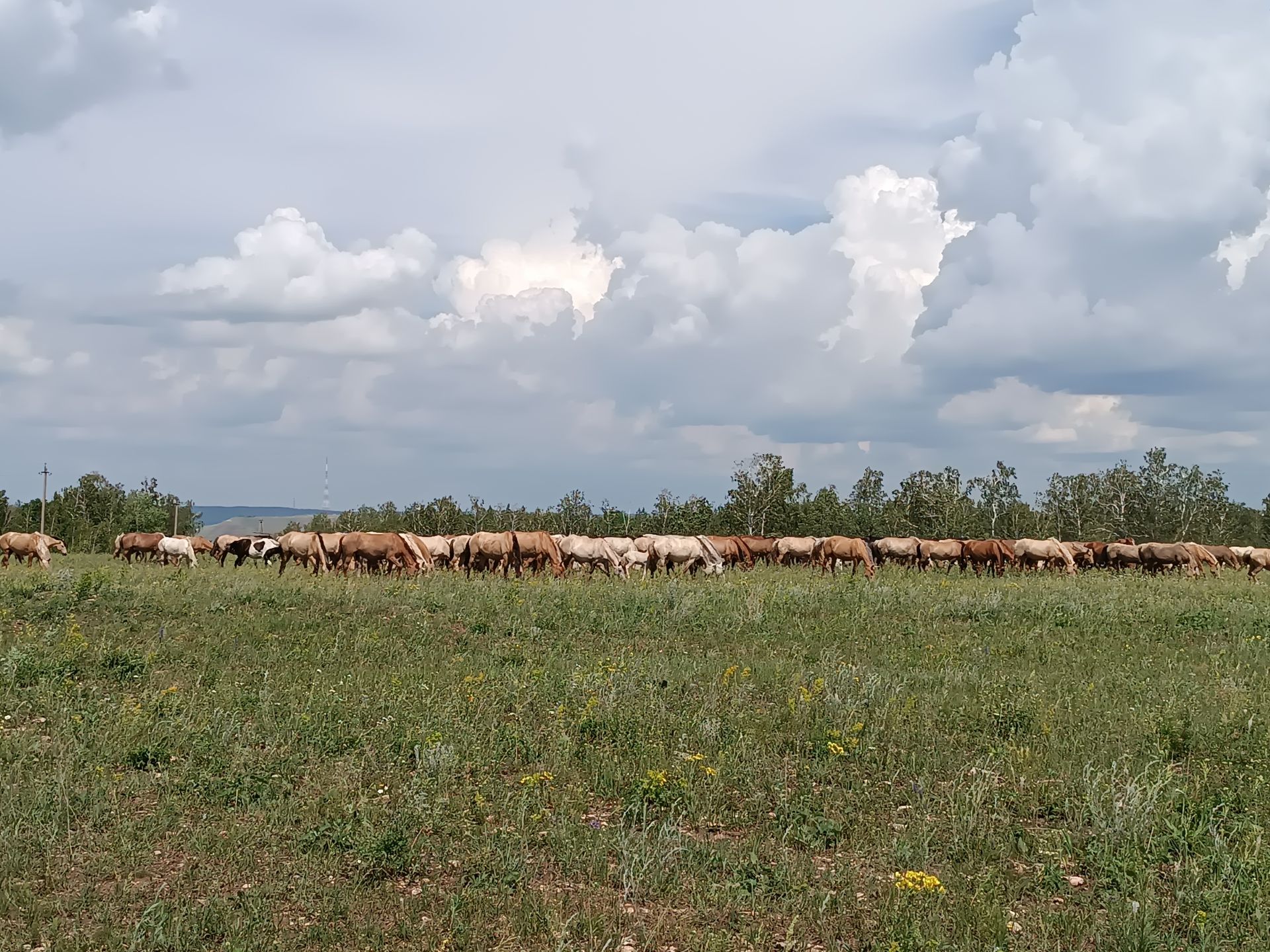 Тауларга атлар хуҗа...