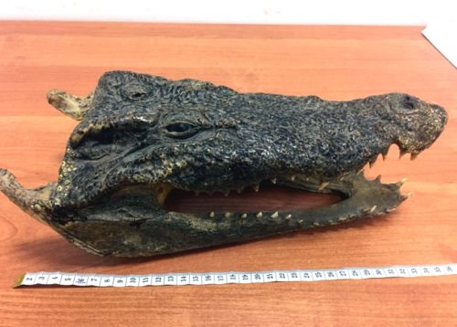 Татарстан туристы Таиландтан крокодил карачкысы алып кайтмакчы булган