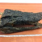 Татарстан туристы Таиландтан крокодил карачкысы алып кайтмакчы булган