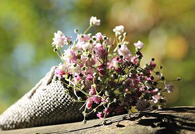 bag-gypsofilia-seeds-1716655_960_720-v