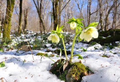 cvetok-pod-snegom