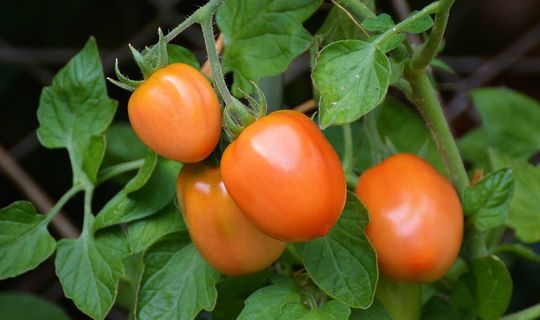 tomatoes-1581204_960_720%5b1%5d