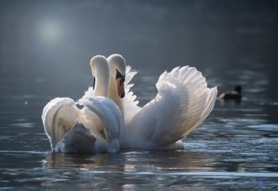 swan-4013225_640