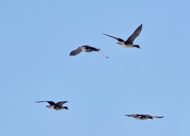 wild-geese-6017367_640