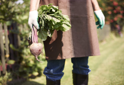 Fresh and organic beetroot from farmer