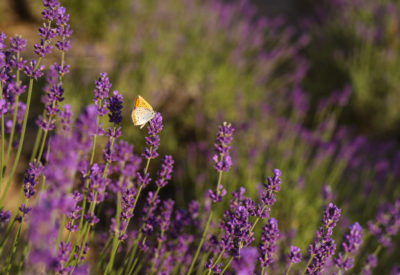 beautiful-lavender-field-with-butterfly