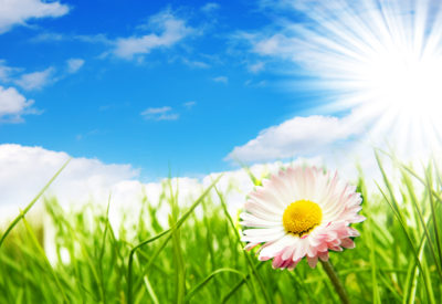 Spring landscape, flower, grass, blue sky and sun.