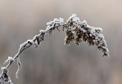 drought-plant-covered-with-rime