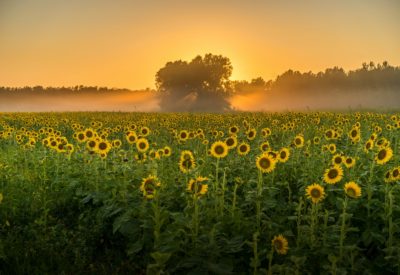 A breathtaking view of a field full of sunflowers and the trees in the background