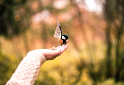 A selective focus shot of a hand feeding a great tit bird in the woods