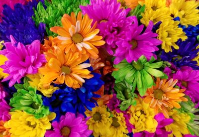 A group of very colorful Chrysanthemums.