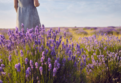 Cropped shot of unecognizable woman in dress standing in the middle of summer meadow among beautiful light purple lavender flowers. People, nature. travel, wildflower, countryside and rural area
