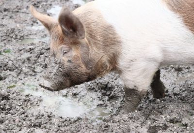 A closeup shot of a pig walking in the mud