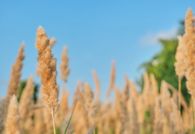 Selective soft focus of dry grass, blurred autumn background against a blue sky, reed stalks fluttering in the wind in the golden light of a sunset. Nature, summer, grass concept