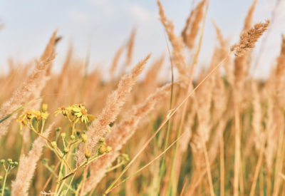 The autumn background of dry grass and yellow wildflowers defocused the eye, against the blue sky, focusing on the reed stalk in the golden light of the sunset.