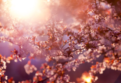 Spring blossom of purple sakura against blue sky. Beautiful nature scene with blooming tree and sun flare. Cherry, sakura, apricot, almond blossom trees with pink Spring flowers.