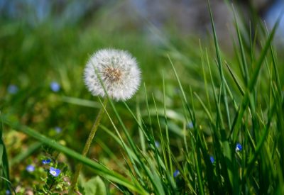 A closeup selective focus shot of an amazing common dandelion under sunlight