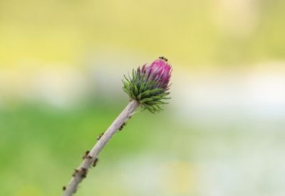 vertical-shot-of-purple-thistle-flower-bud-with-ants-on-the-stem_181624-56229
