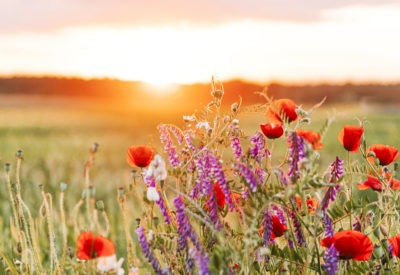 Sunset over a field of wild flowers in the summertime
