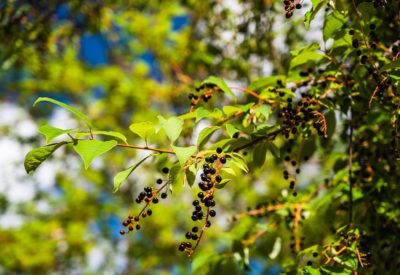 A closeup shot of bird cherry (Prunus padus) tree with ripe berries in sun rays