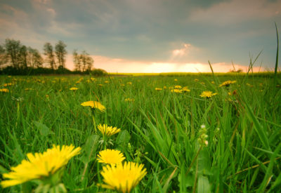 Spring sunset scenery. Fresh meadow with dandelions