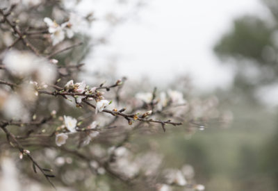 blurred-background-with-twigs-bloom