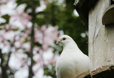 A horizontal hot of a beautiful white pigeon with a blurred background