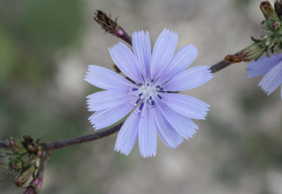 Close up of common chicory, coffee weed, blue sailor, Cichorium intybus flower, in a fallow field, Malta, Mediterranean,