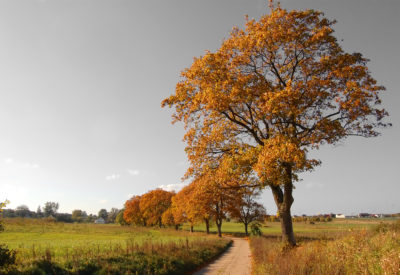 Autumn fall landscape and country path