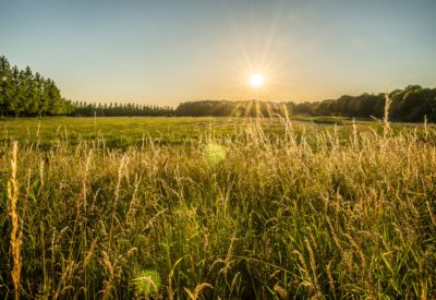 A beautiful shot of a grassy field and trees in the distance with the sun shining in the sky