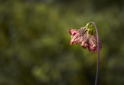 A selective focus shot of wilted flower