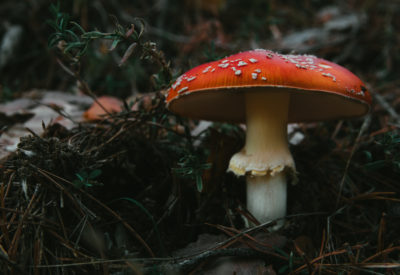 A closeup shot of growing Fly agaric mushrooms in the forest