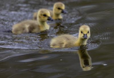 A flock of cute ducklings swimming in a lake