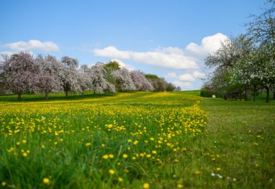 A beautiful shot of a green field covered with yellow flowers near cherry blossom trees