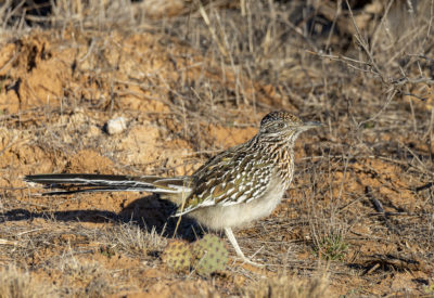 Greater road runner in northern Texas