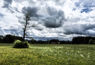 A wide shot of trees and grass field under a cloudy sky