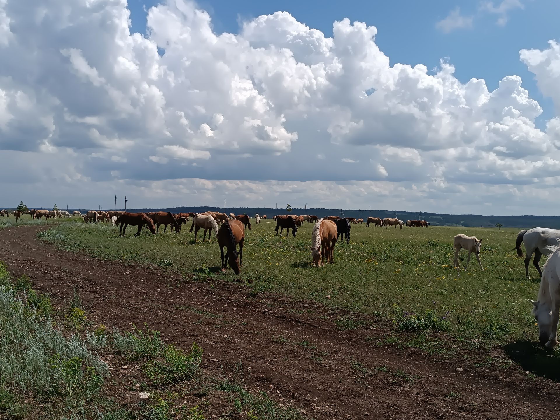 «Алмакай» ат утарына сәяхәт